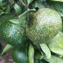 thumbnail for publication: Citrus Pest Quick Guide: California Red Scale (Aonidiella aurantii)